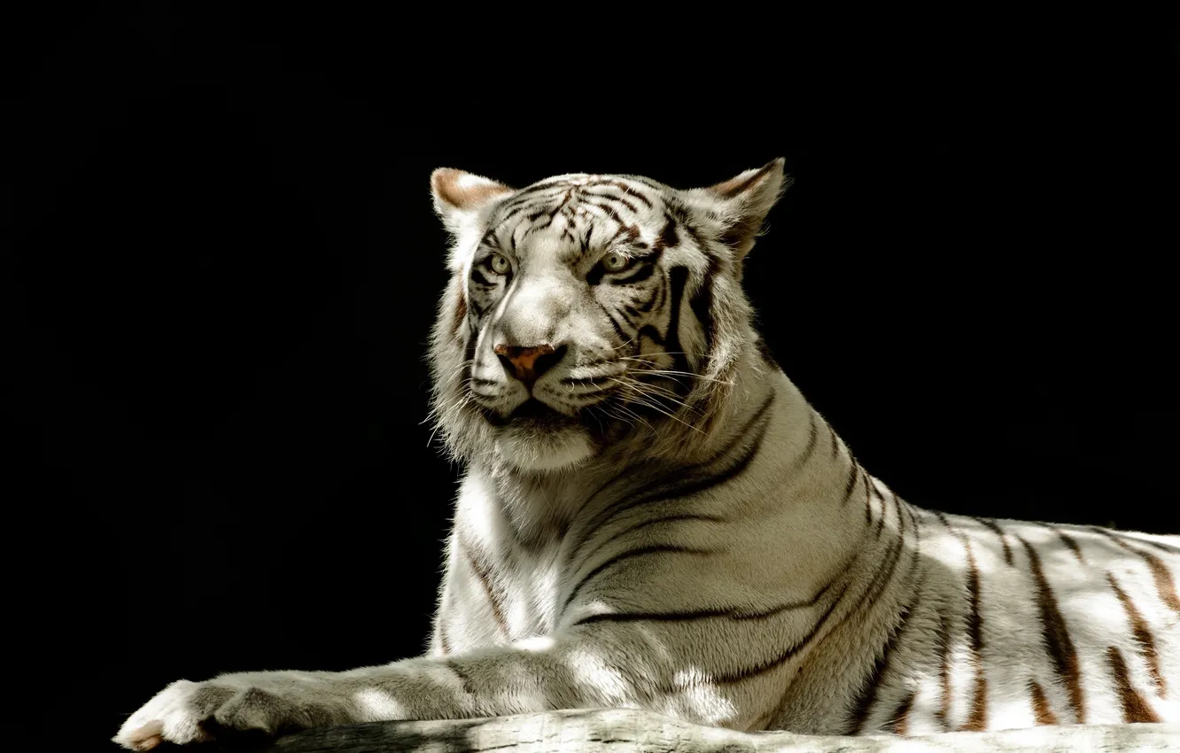 Фото обои морда, свет, тень, хищник, белый тигр, дикая кошка, тёмный фон