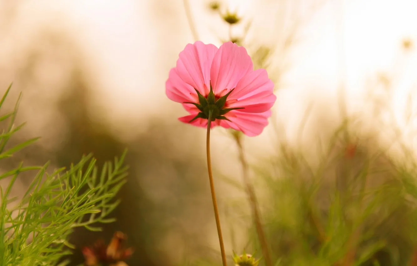 Фото обои поле, цветок, трава, яркий, розовый, поляна, растения, лепестки