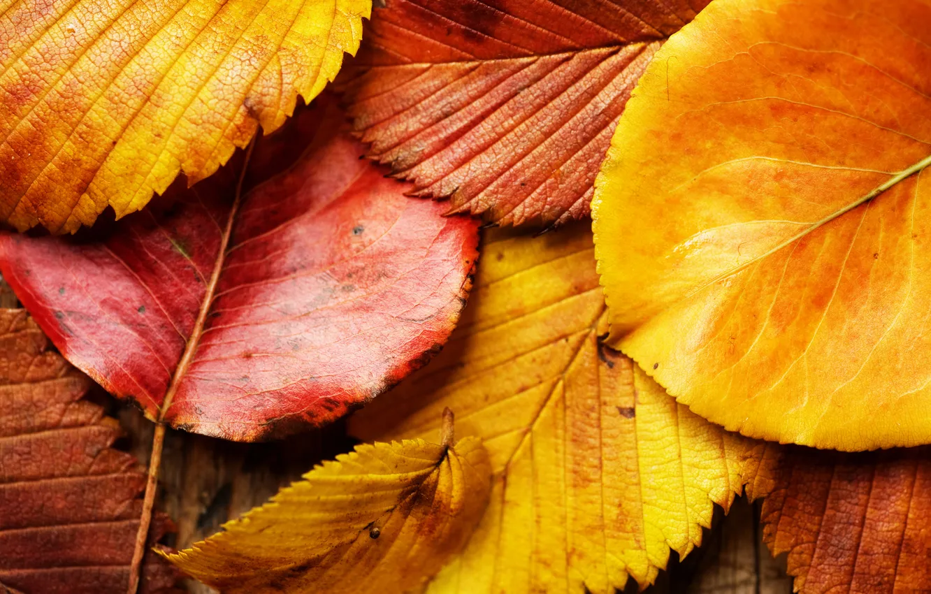 Фото обои осень, листья, макро, красный, жёлтый, листва, листок, красные