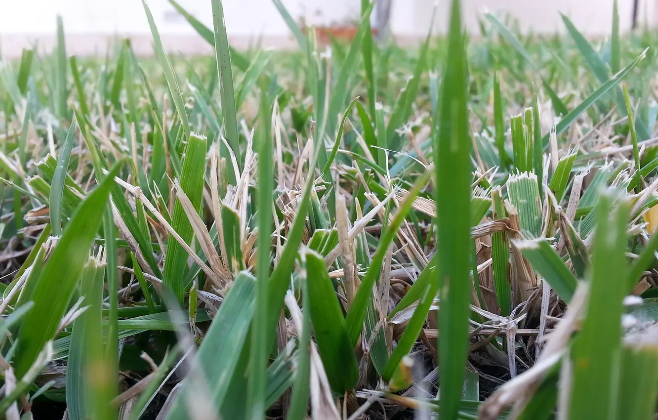Фото обои лето, трава, макро, фон, зеленая