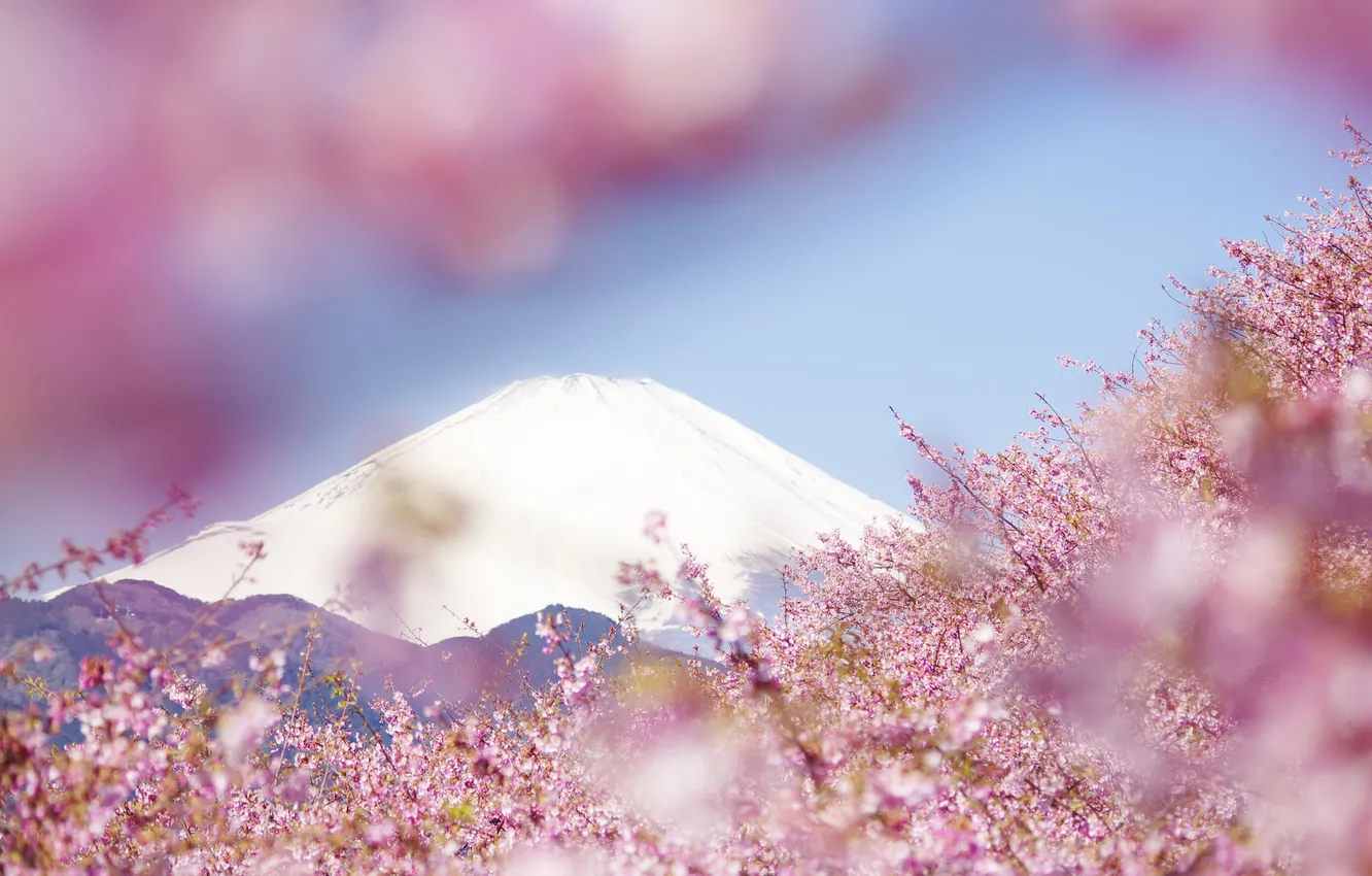 Фото обои пейзаж, цветы, горы, природа, дерево, весна