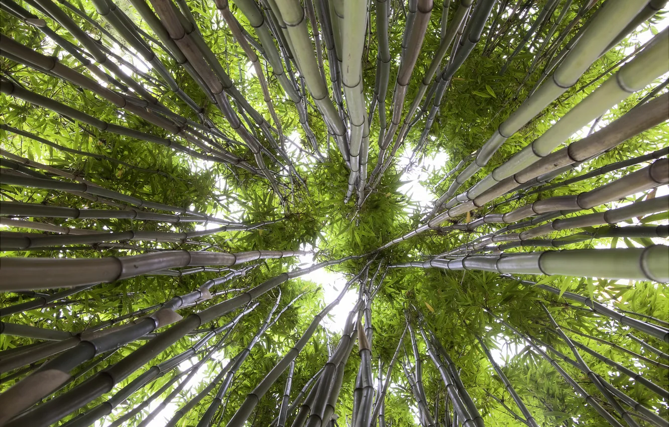 Фото обои зелень, небо, природа, бамбук, вид снизу