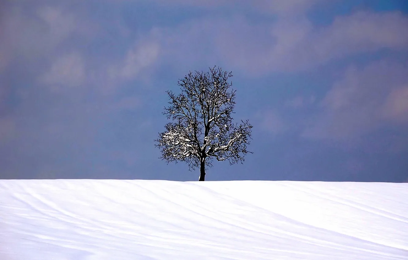 Фото обои зима, снег, Дерево
