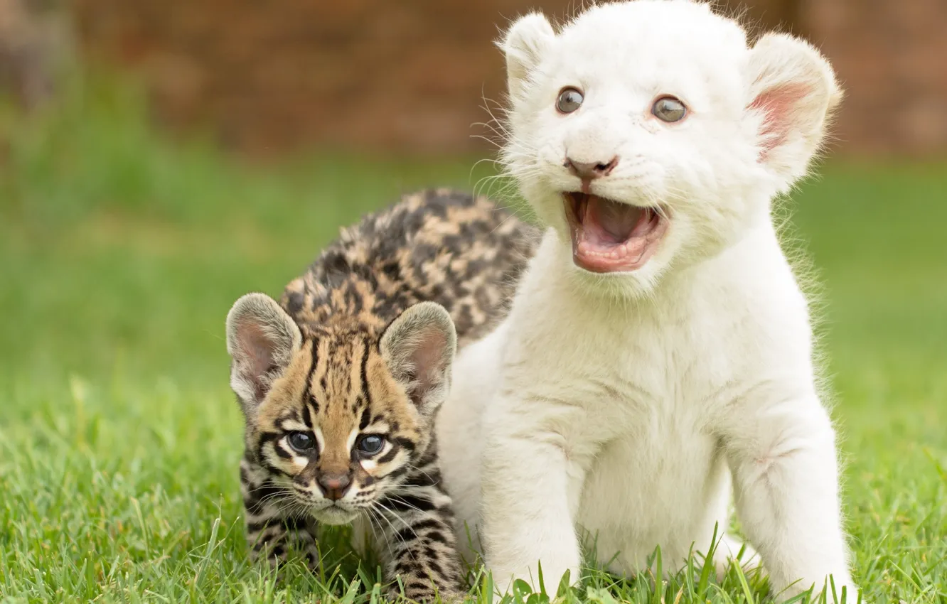 Фото обои котята, дикая кошка, львёнок, оцелот, детёныши