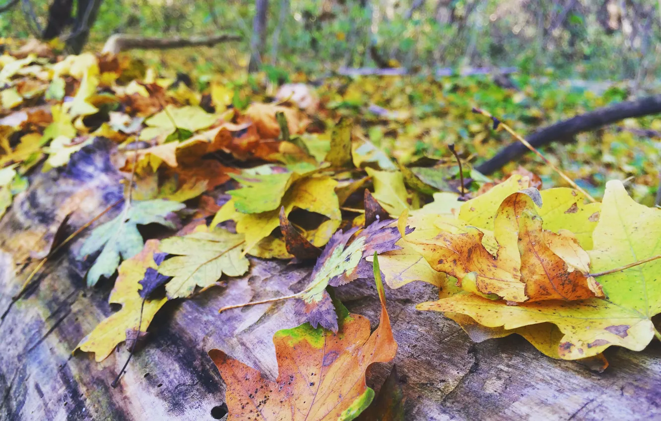 Фото обои листья, краски, Осень