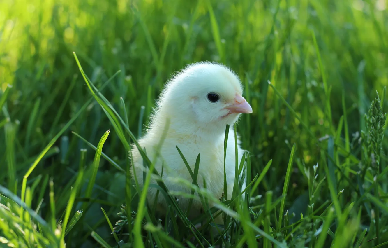 Фото обои зелень, трава, птица, малыш, цыпленок, птенец, птенчик