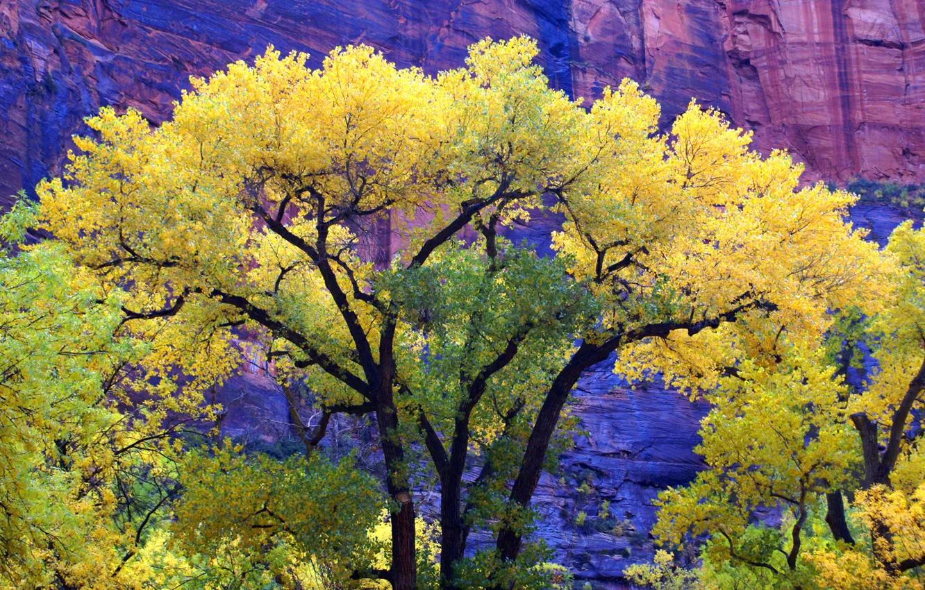 Фото обои осень, деревья, горы, скалы, Юта, США, zion national park