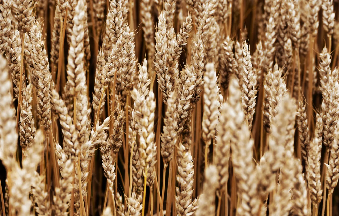 Фото обои пшеница, поле, макро, природа, колоски, колосья, колосок
