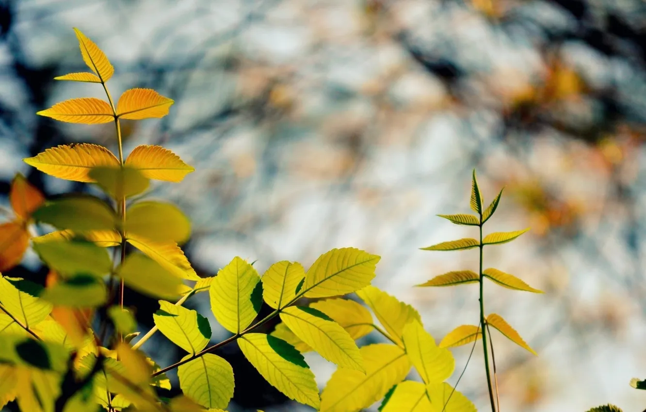 Фото обои осень, листья, цвета, макро, ветки, природа, фон, ветви