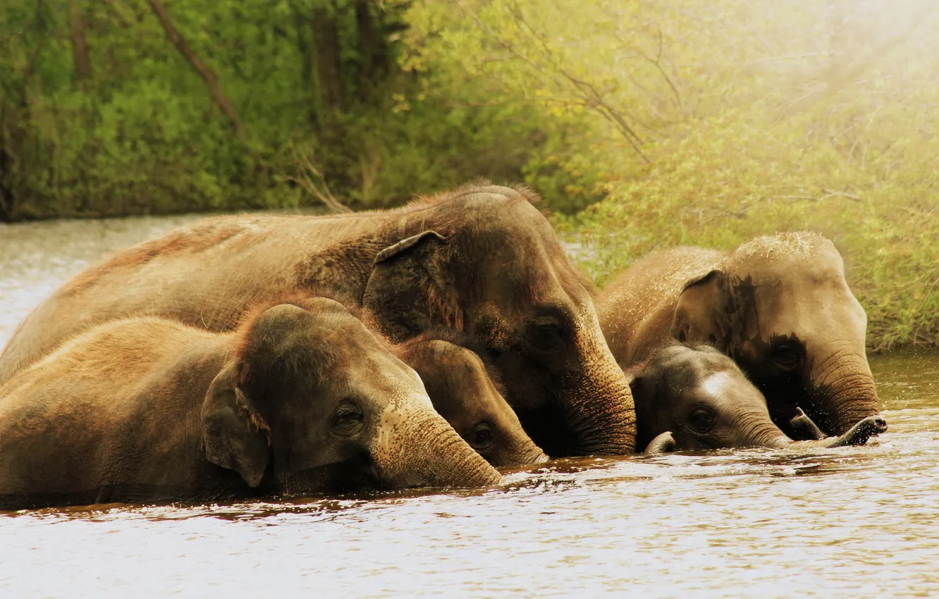 Фото обои вода, природа, слоны