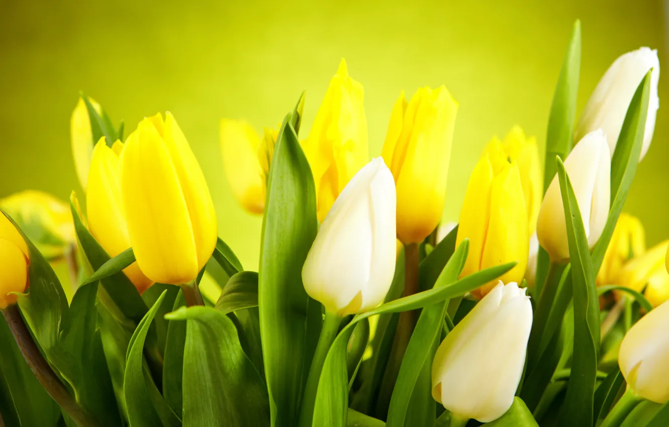Фото обои листья, цветы, желтые, тюльпаны, white, белые, бутоны, yellow