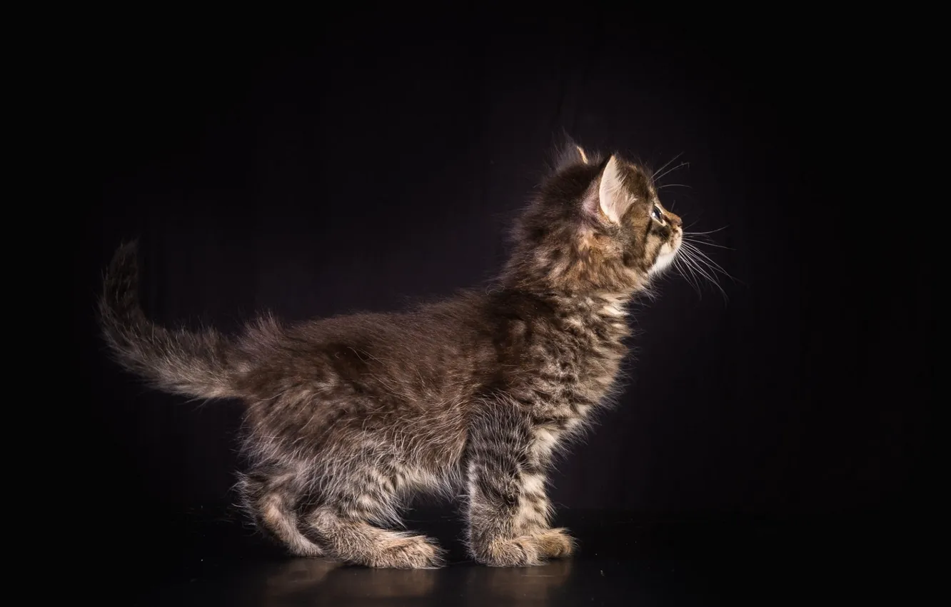 Фото обои фон, котёнок, пушистик