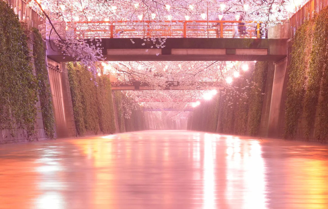 Фото обои мост, река, сакура, фонари, Japan