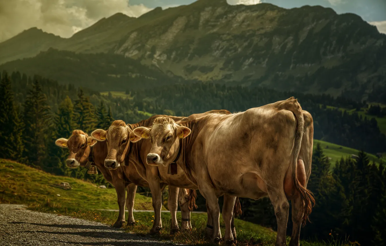 Фото обои пейзаж, горы, обработка, коровы