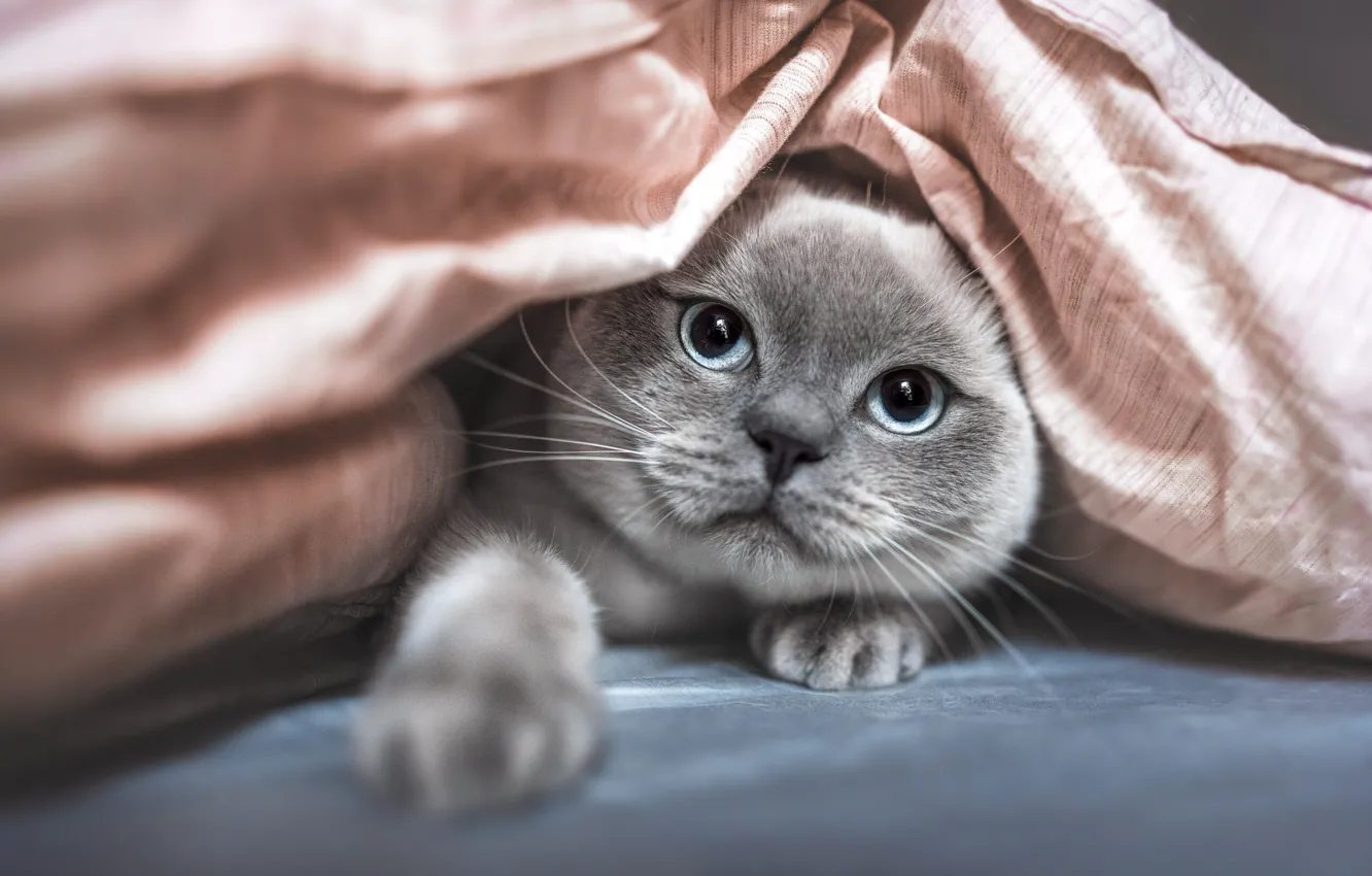 Фото обои кошка, кот, взгляд, поза, мордашка