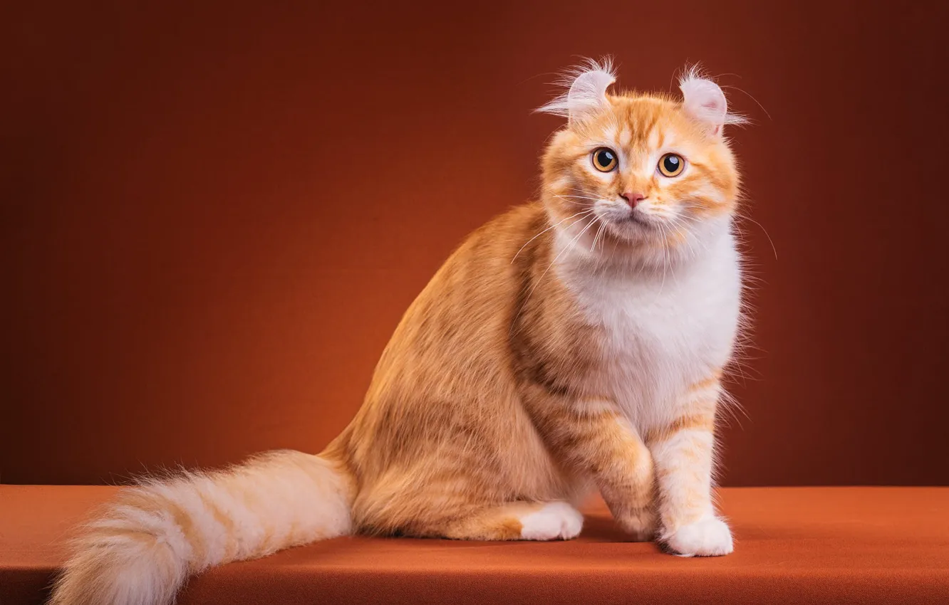 Фото обои кошка, кот, взгляд, поза, котенок, лапы, пушистый, рыжий