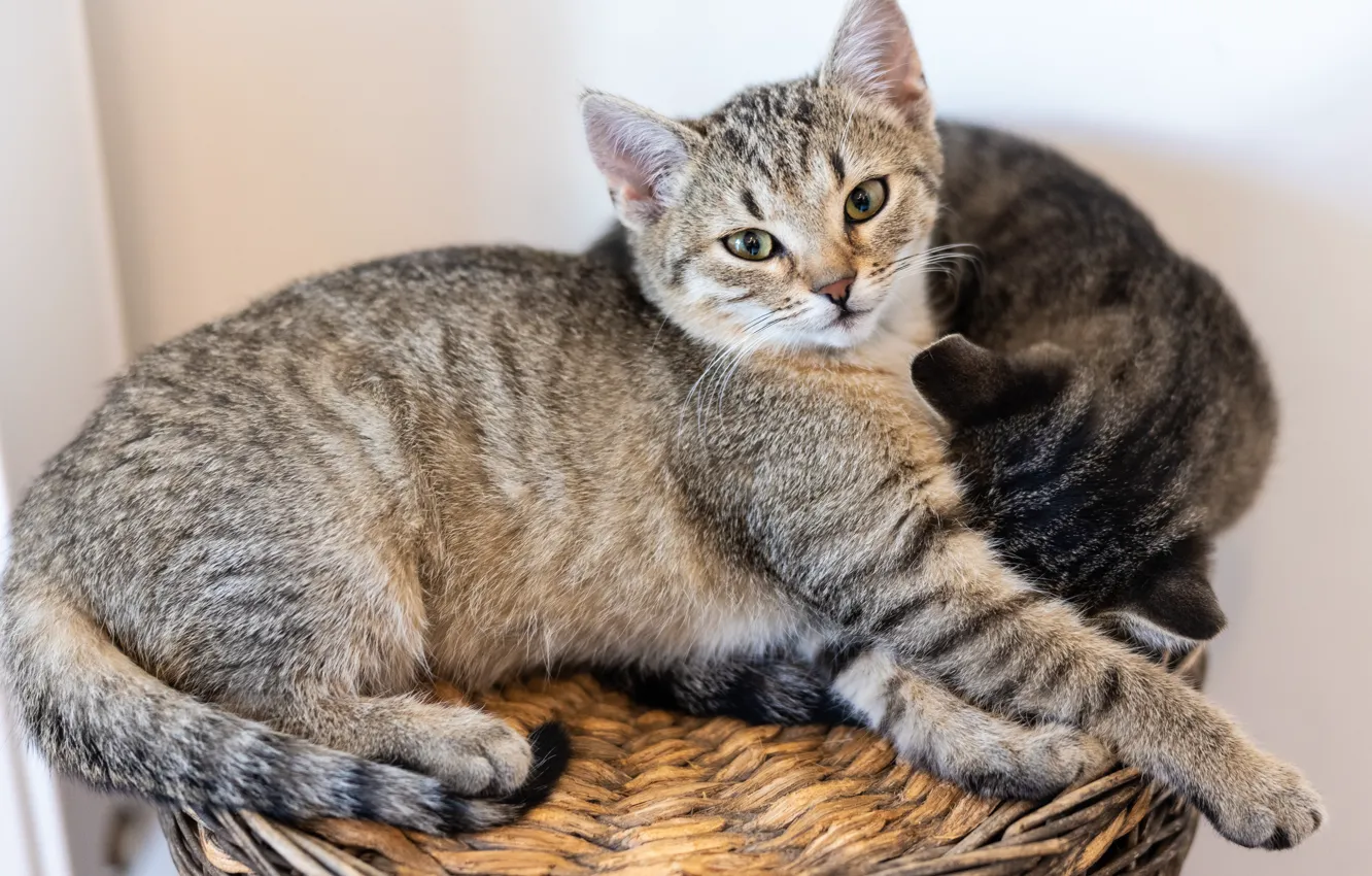 Фото обои кошки, котенок, корзина, котята, лежат, два котенка, табби