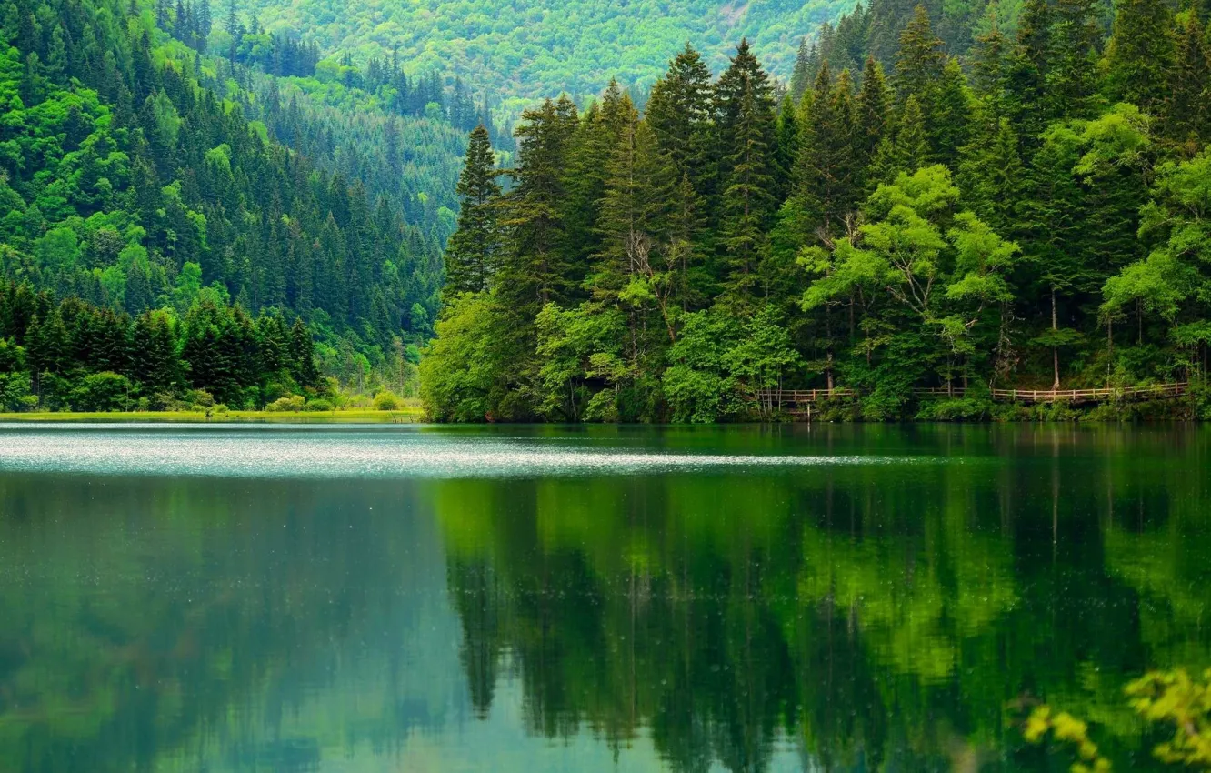 Фото обои лес, деревья, озеро, зеленые