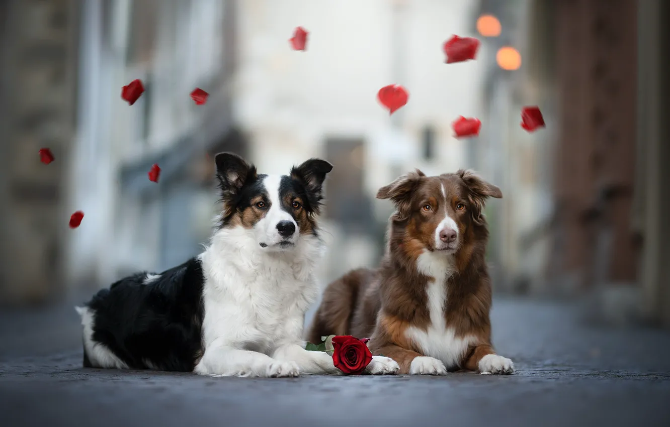Фото обои собаки, цветы, улица