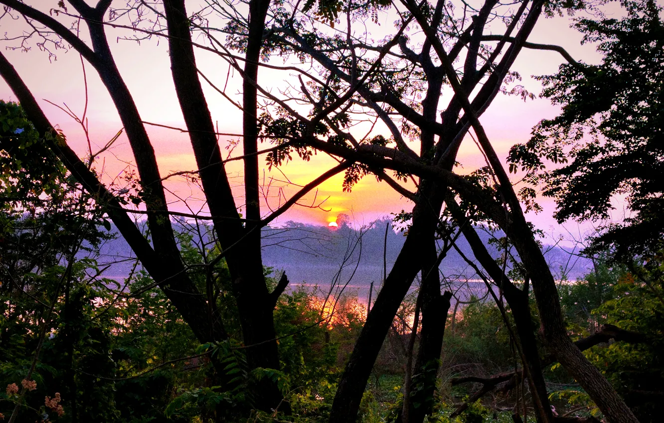 Фото обои Sun, Sunrise, Dawn, Morning, Lake, Trees, First Light, Plants