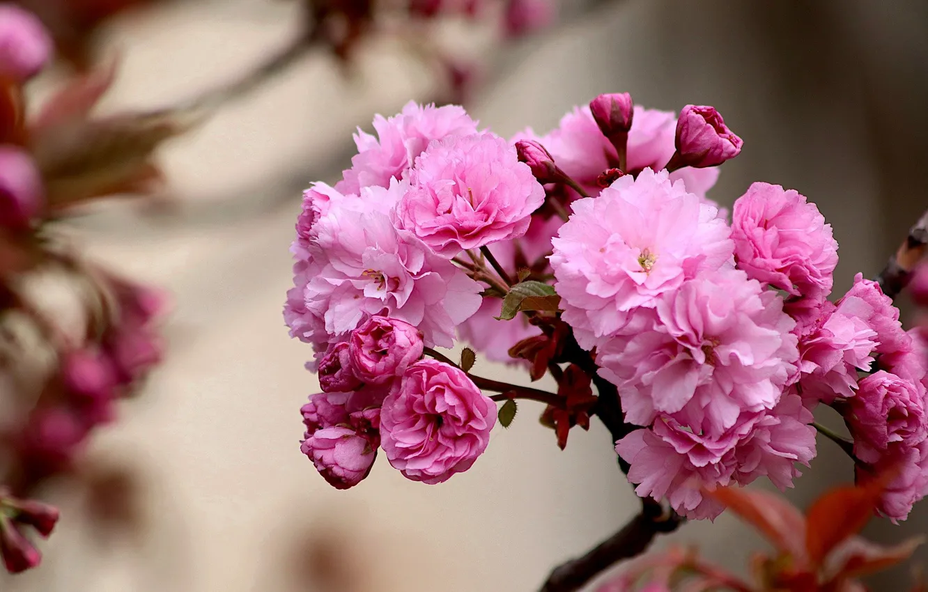 Фото обои природа, ветка, весна, сакура, цветение