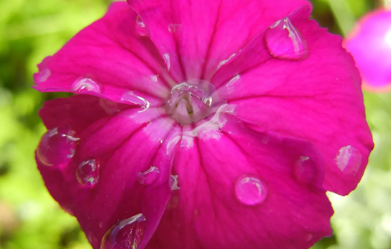 Фото обои Капли, Pink, Цветок, Розовый, Flower, Drops