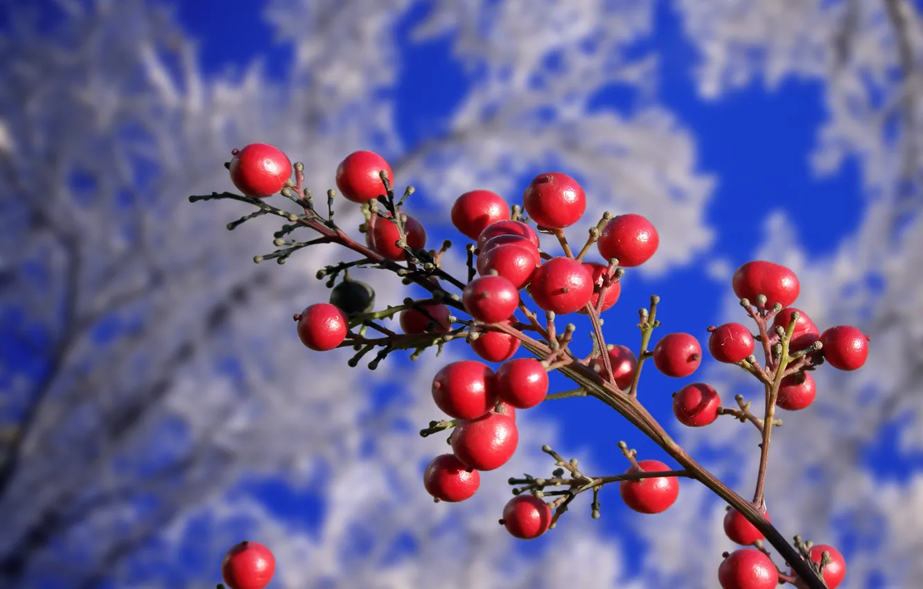 Фото обои зима, осень, деревья, ягоды, ветка, красные, изморозь