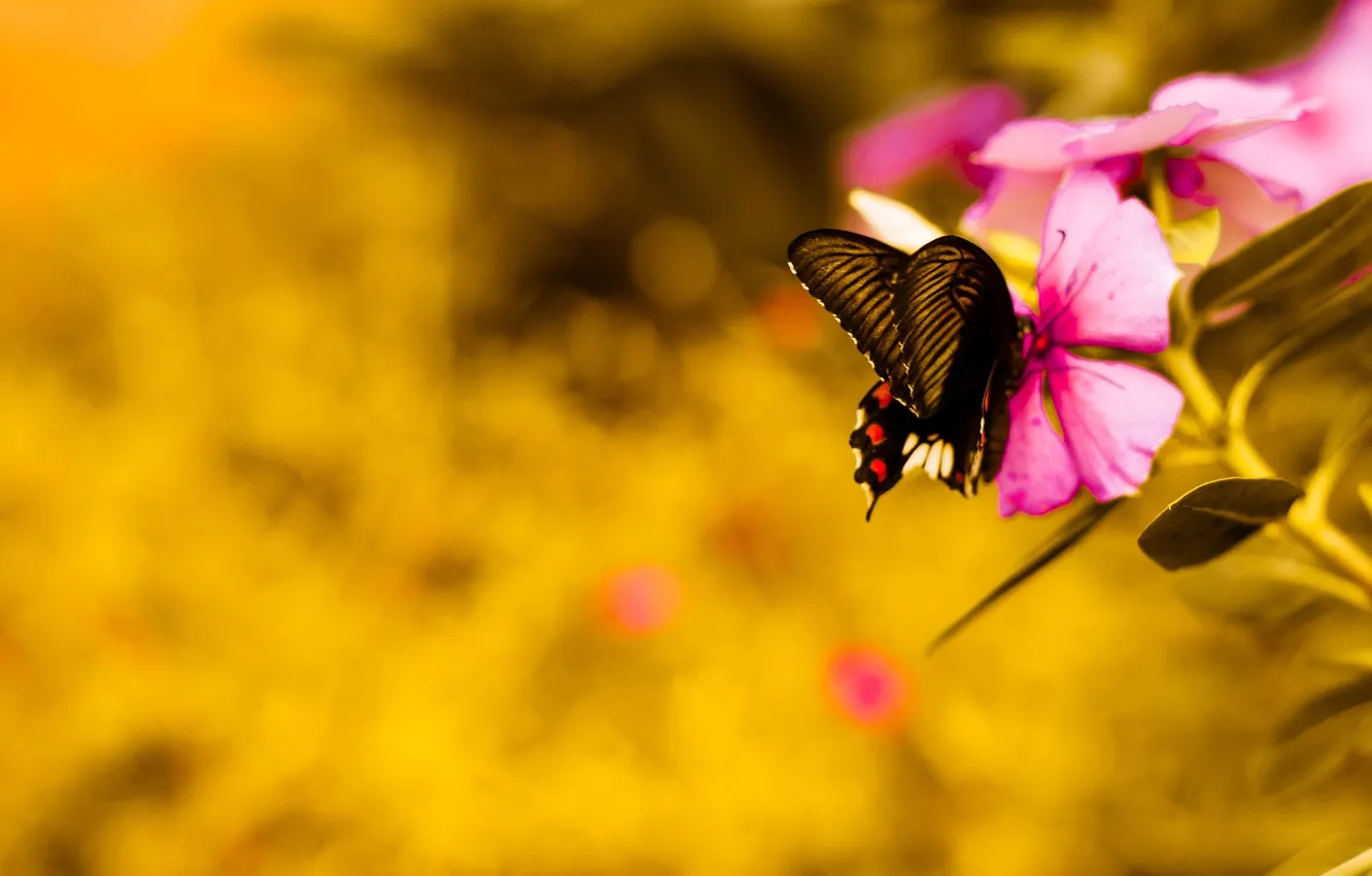 Фото обои цветок, розовый, бабочка, flower, pink, butterfly
