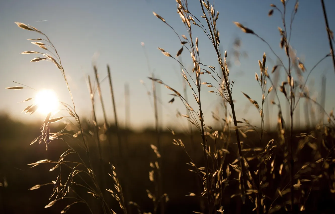 Фото обои поле, лето, солнце, лучи, колоски, травы