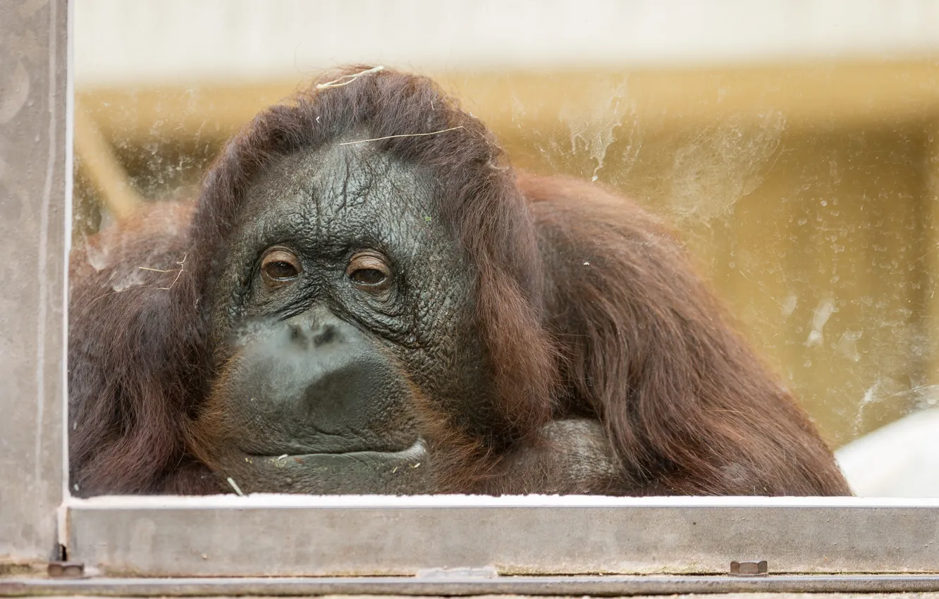 Фото обои обезьяна, зоопарк, Orang-utan