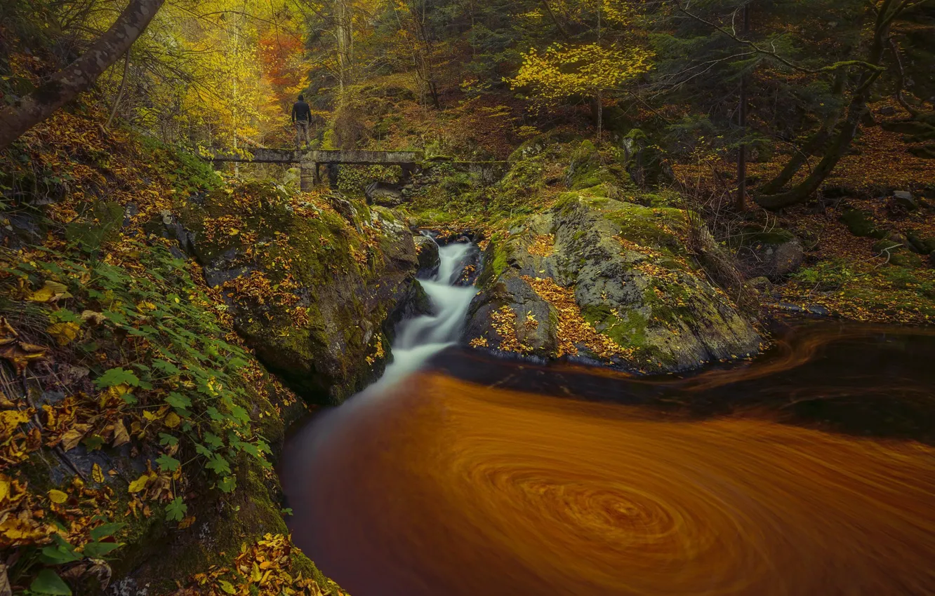 Фото обои осень, лес, вода, природа, камни, мостик, Еди Адамов