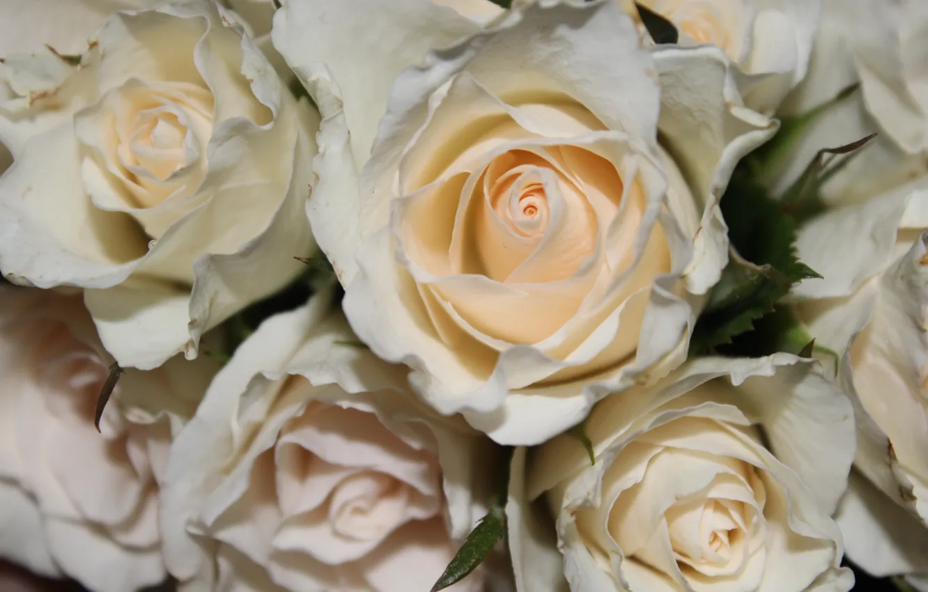 Фото обои розы, букет, rose, white, белые, flower