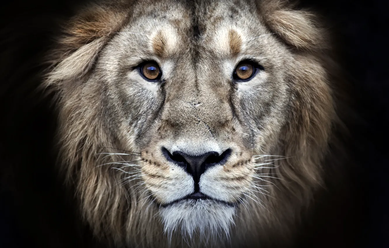 Фото обои eyes, fur, leon