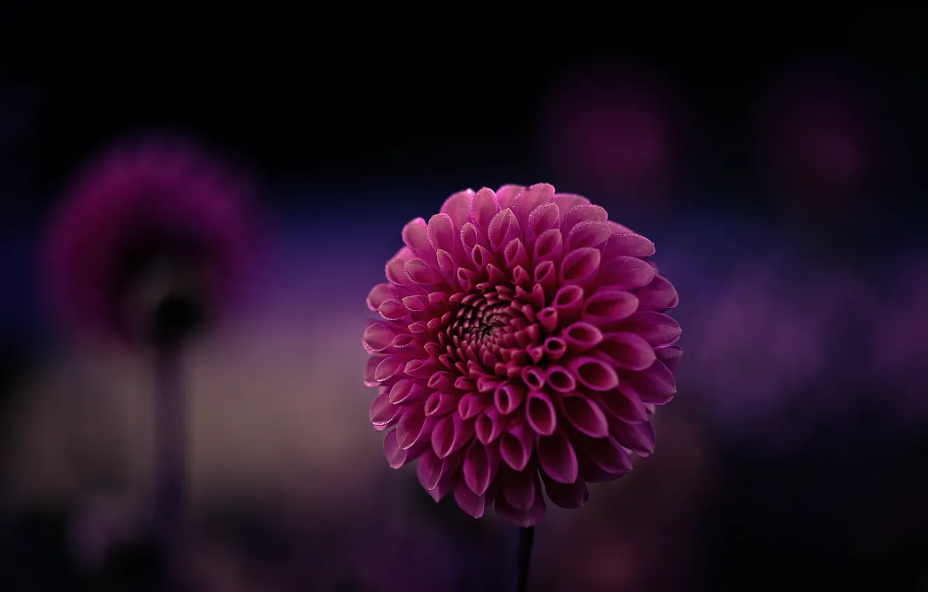 Фото обои цветок, фиолетовый, макро, фон, фокус, лепестки, малиновый, Георгин