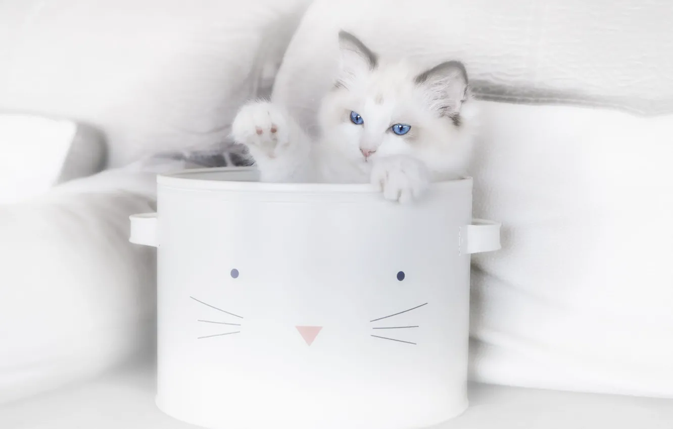 Фото обои кошка, котенок, кастрюля, корзинка
