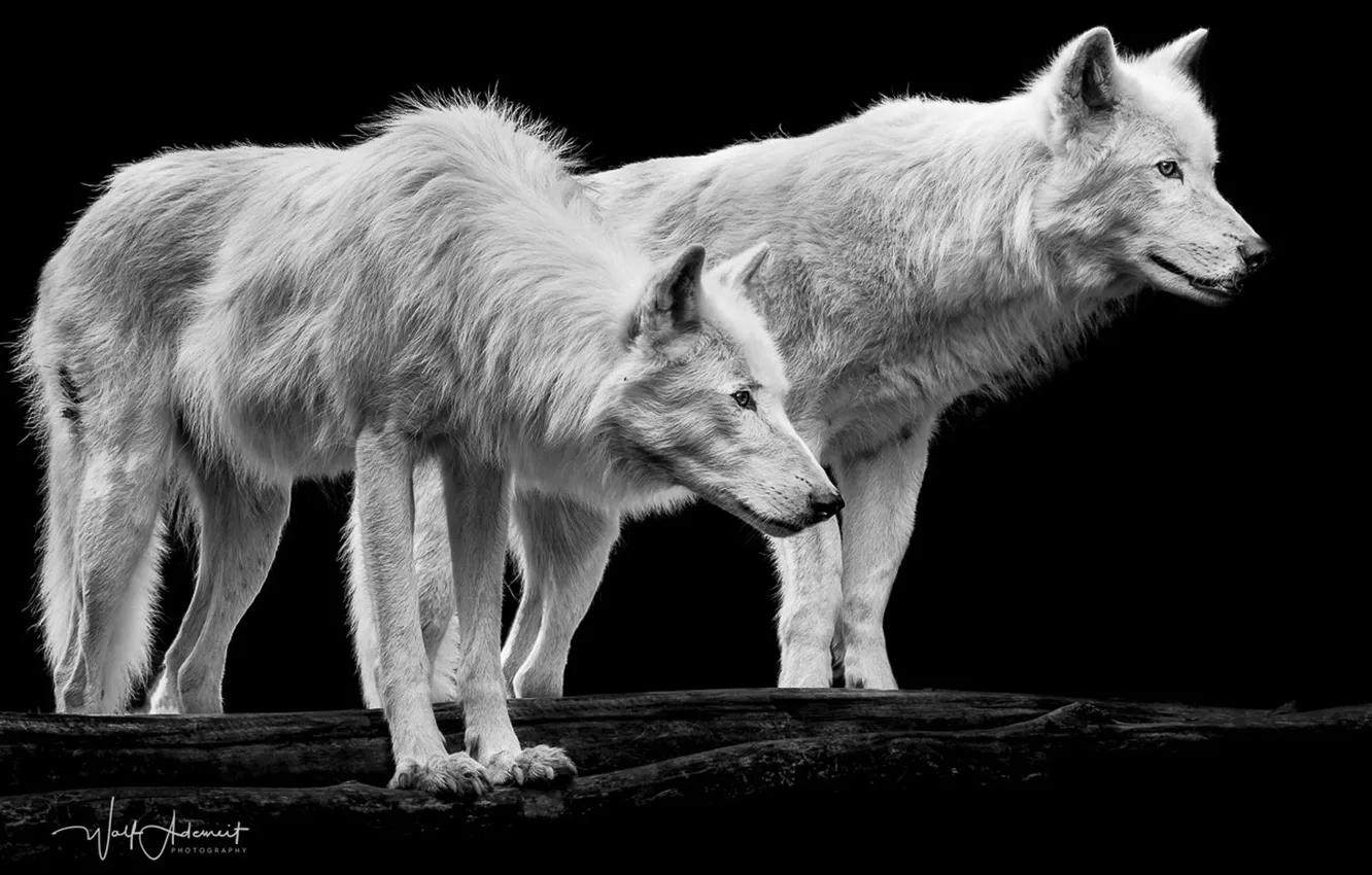 Фото обои nature, predator, face, animal, wolf, wildlife, portrait, Canis lupus