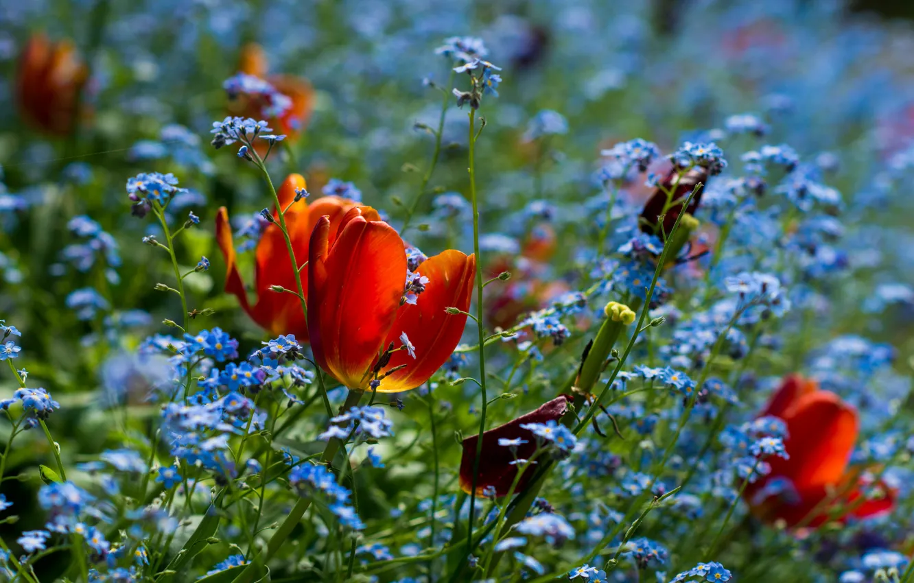 Фото обои поле, тюльпан, весна, луг