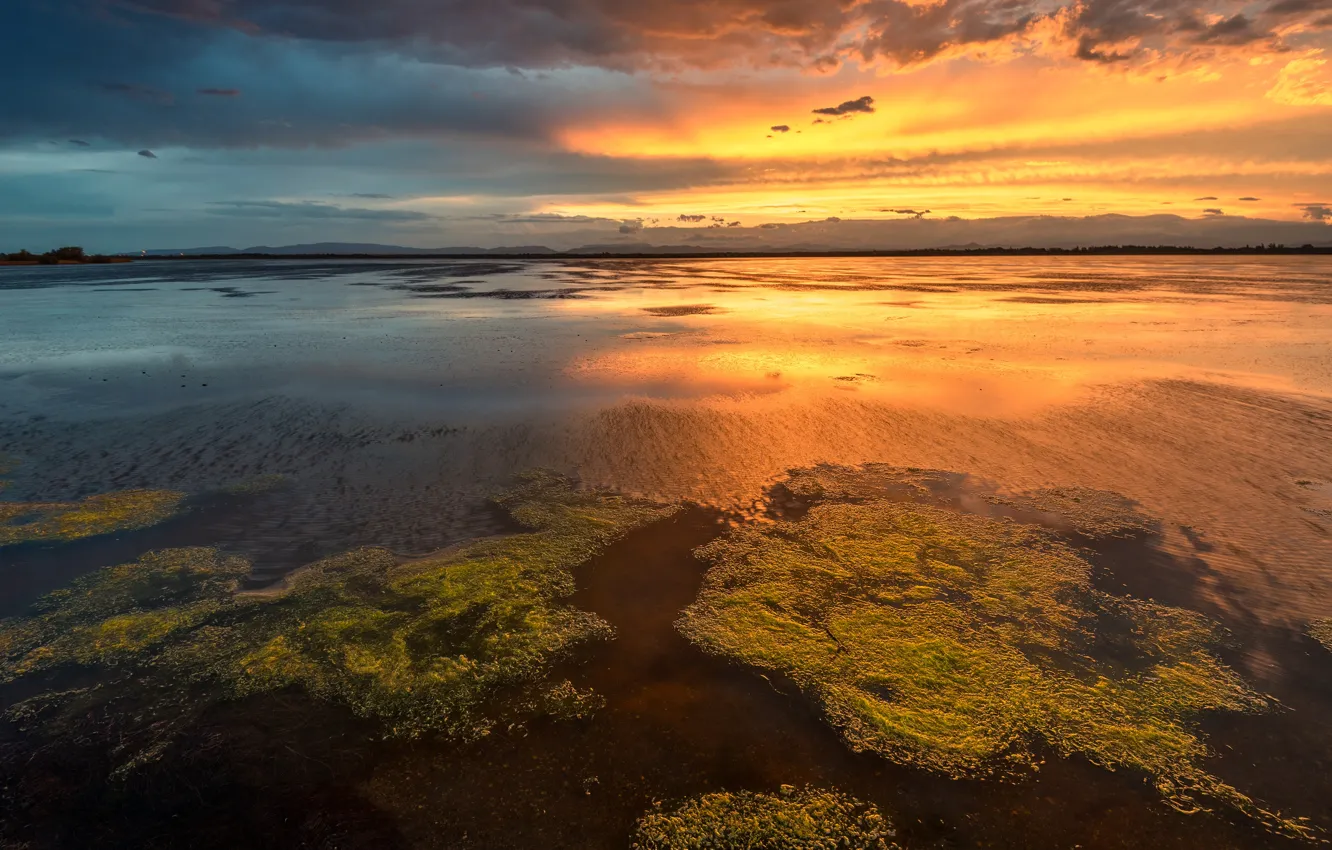 Фото обои зелень, небо, вода, облака, свет, водоросли, закат, отражение