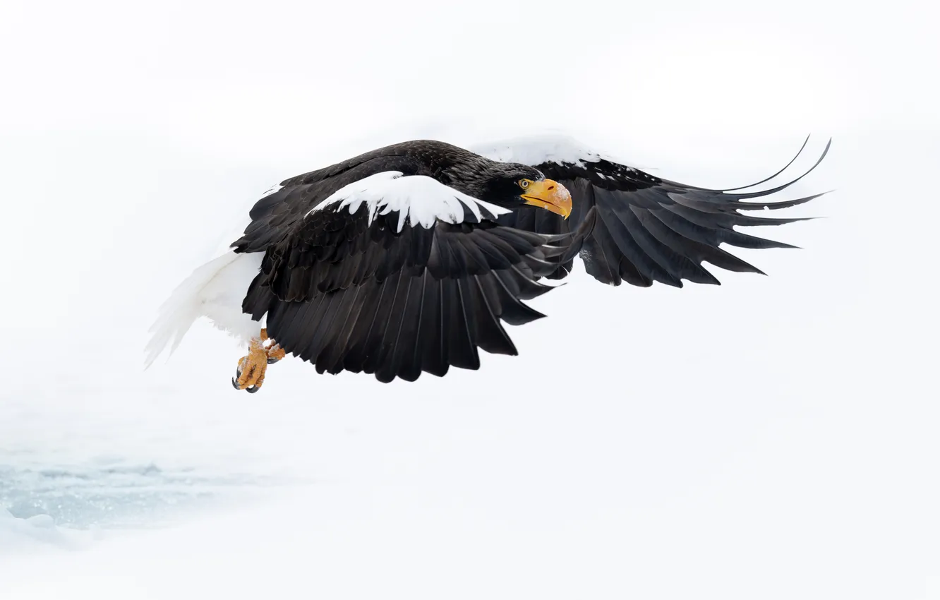 Фото обои white, flight, snow, eagle