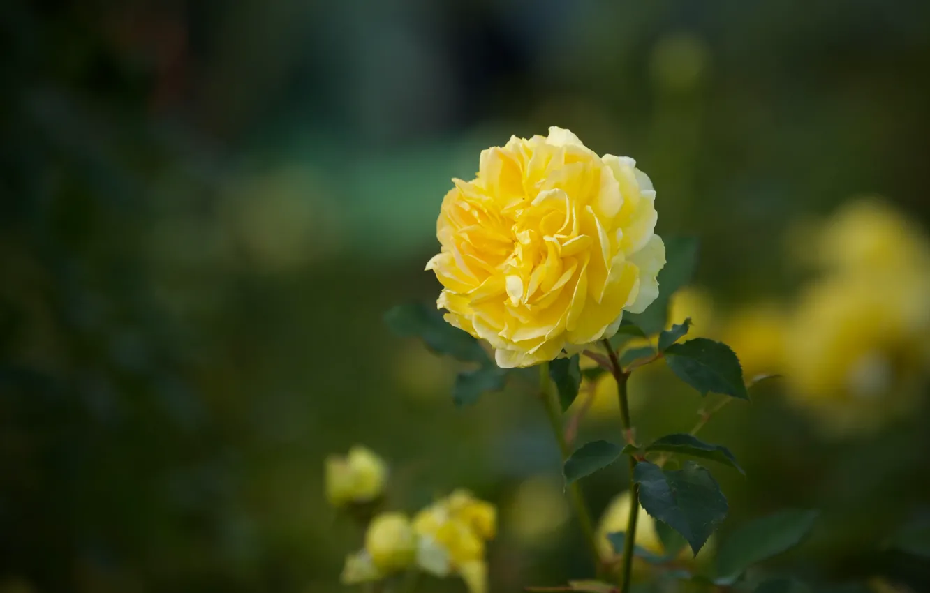 Фото обои роза, боке, жёлтая роза
