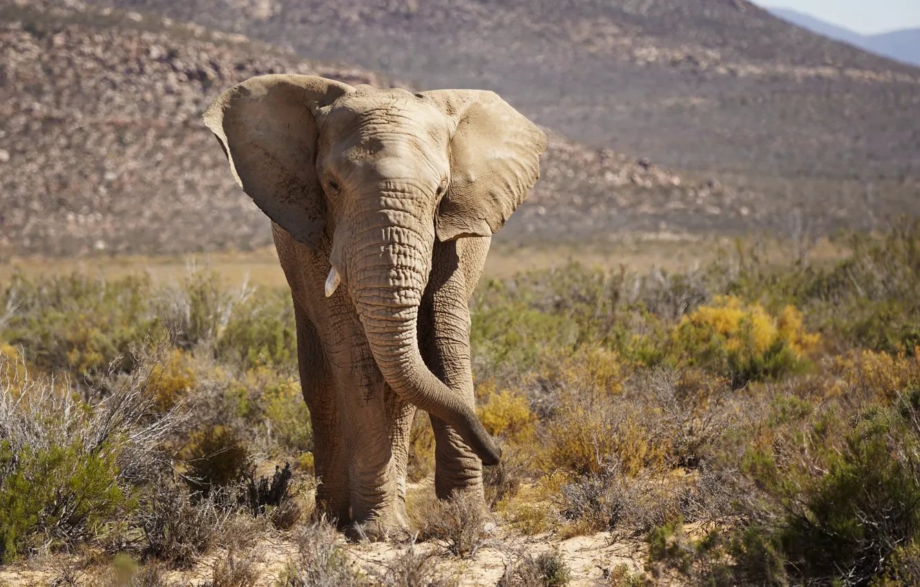 Фото обои природа, South Africa, African Elephant