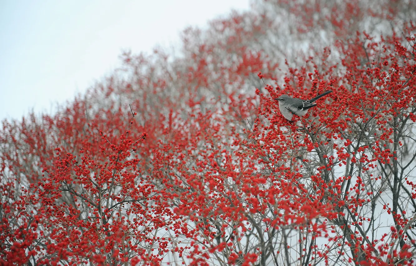 Фото обои ягоды, дерево, птица
