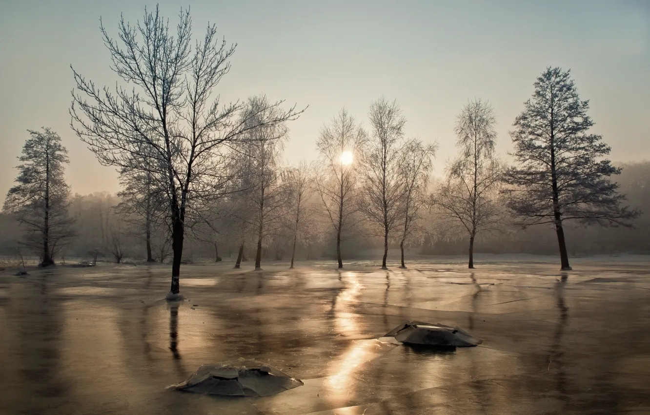 Фото обои солнце, деревья, лёд, мороз