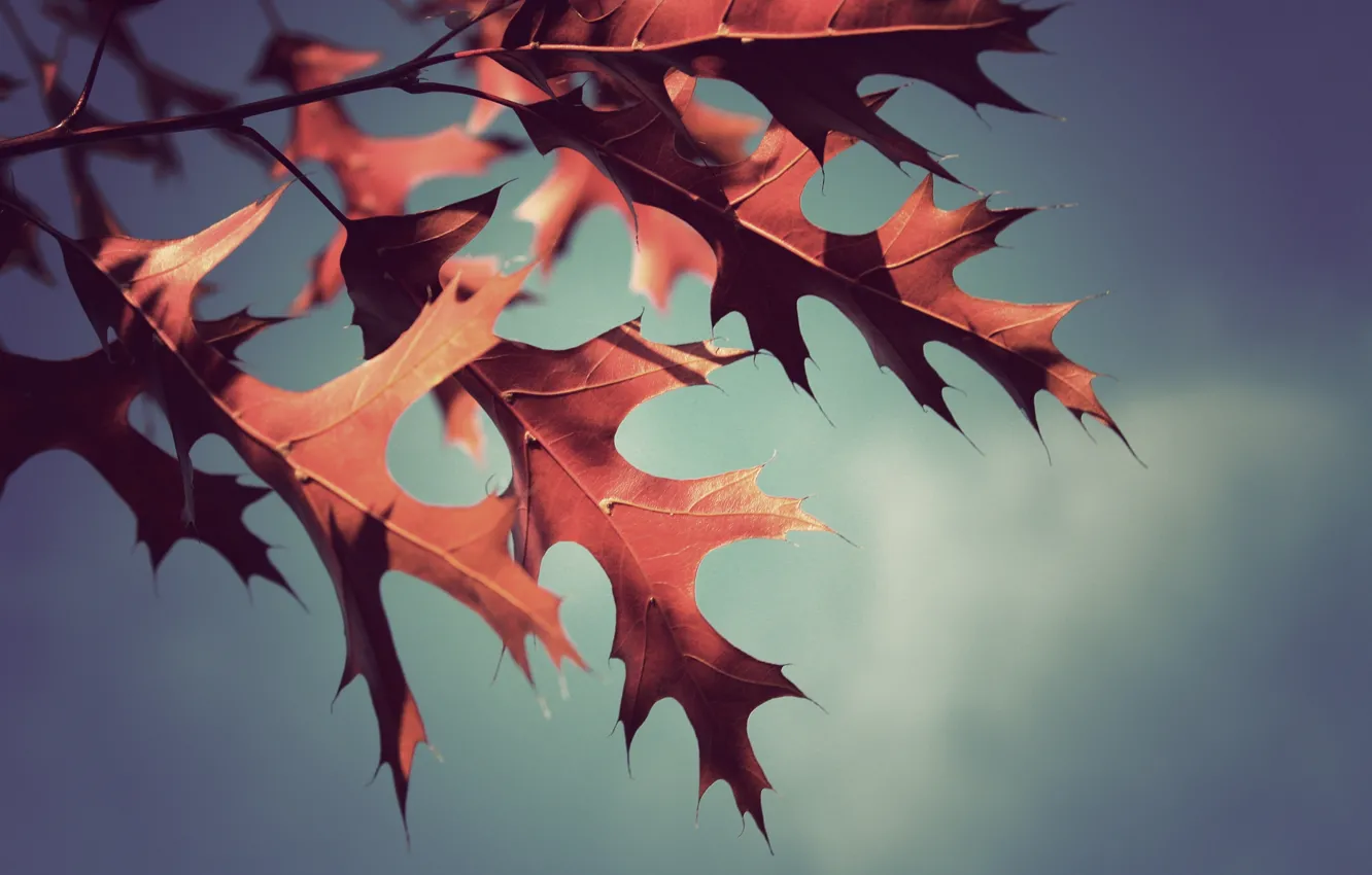 Фото обои осень, листья, макро, фото, фон, обои