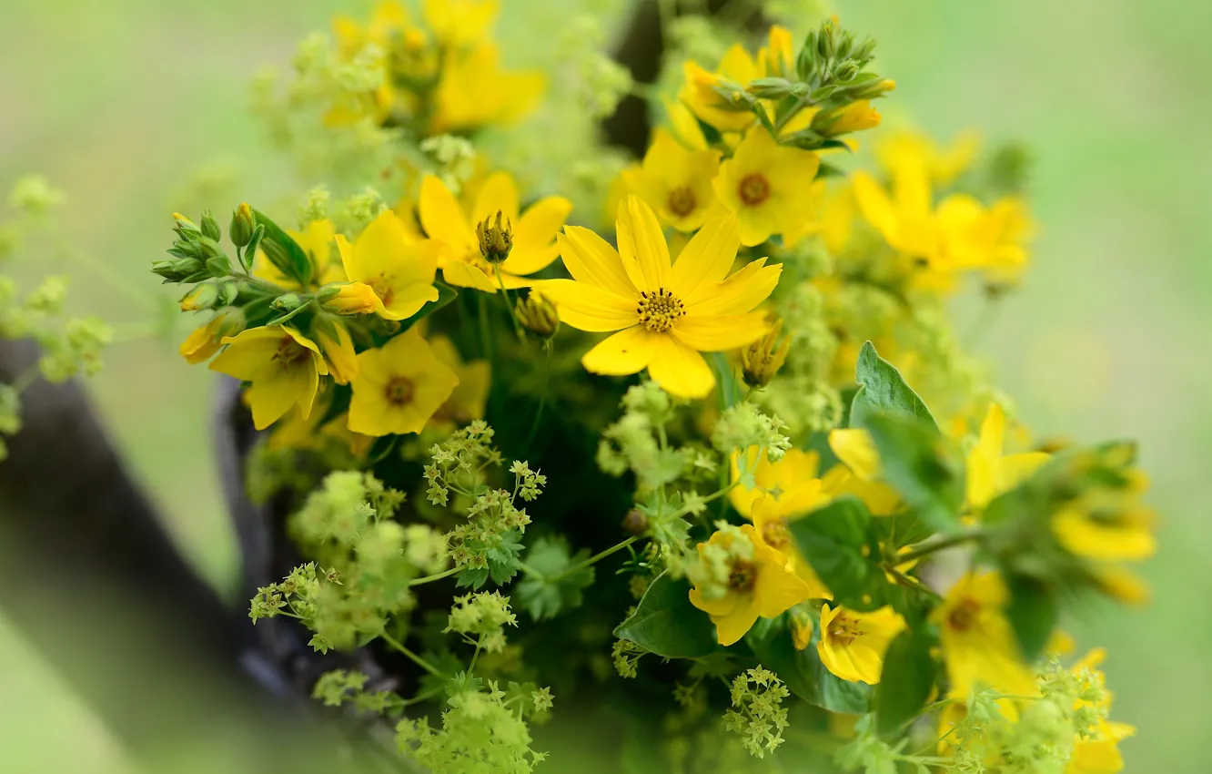 Фото обои цветы, букет, желтые, боке, космеи