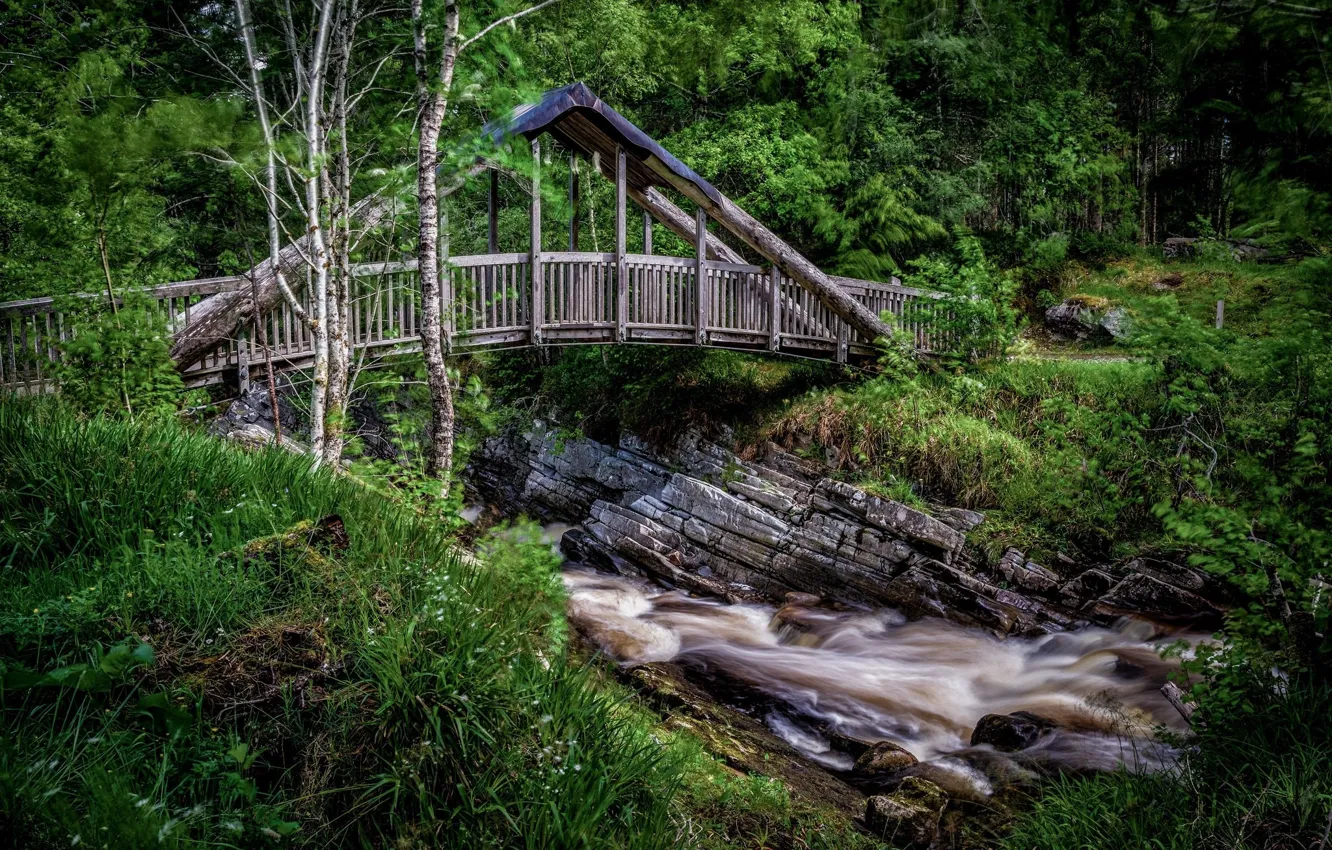 Фото обои лес, мост, река