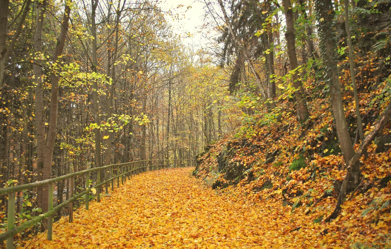 Фото обои листва, Осень, дорожка, аллея, листопад, autumn, leaves, alley