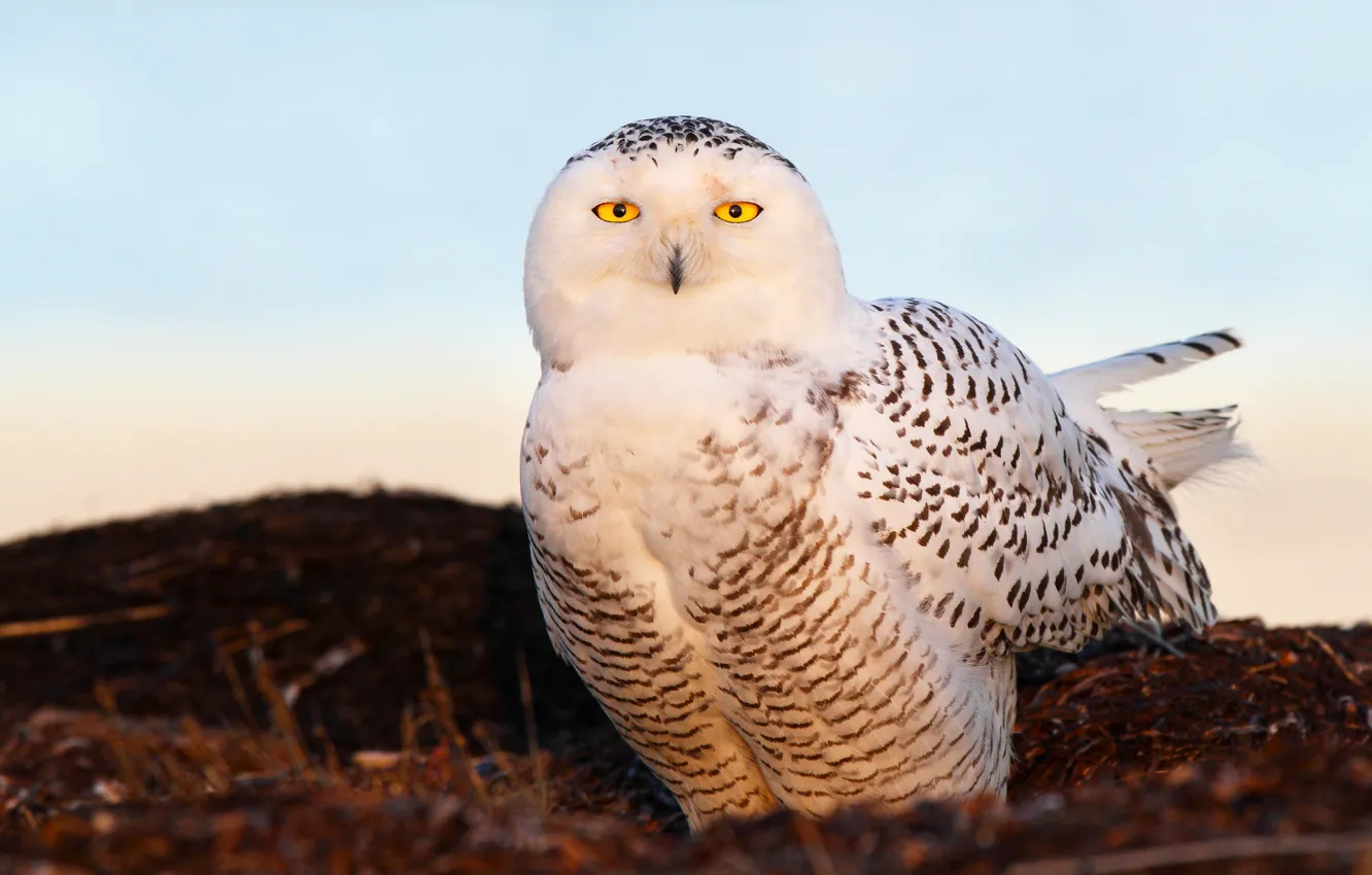 Фото обои глаза, свет, птица, snow owl, снежная сова