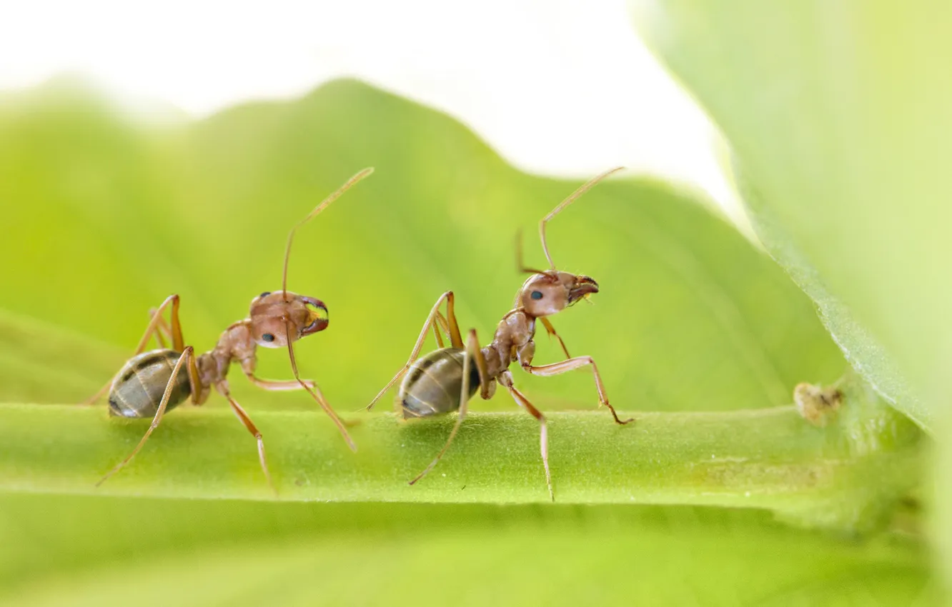 Фото обои насекомые, лист, муравьи, пара