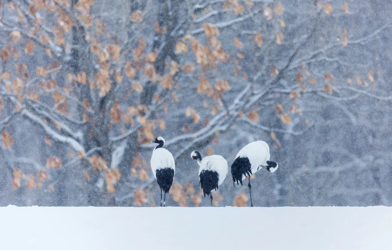 Фото обои зима, снег, птица, японский журавль